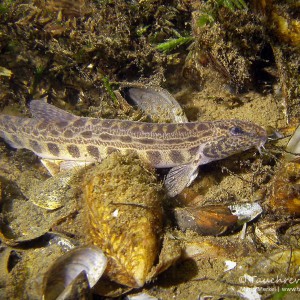 Steinbeißer (Cobitis taenia), Dorngrundel, Schmerle