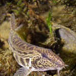 Steinbeißer (Cobitis taenia), Dorngrundel, Schmerle, Tauchen im Kalksee