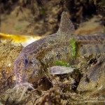 Steinbeißer (Cobitis taenia), Dorngrundel, Schmerle, Tauchen im Kalksee