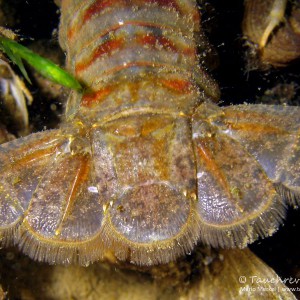 Ruderschwanz, Flusskrebs