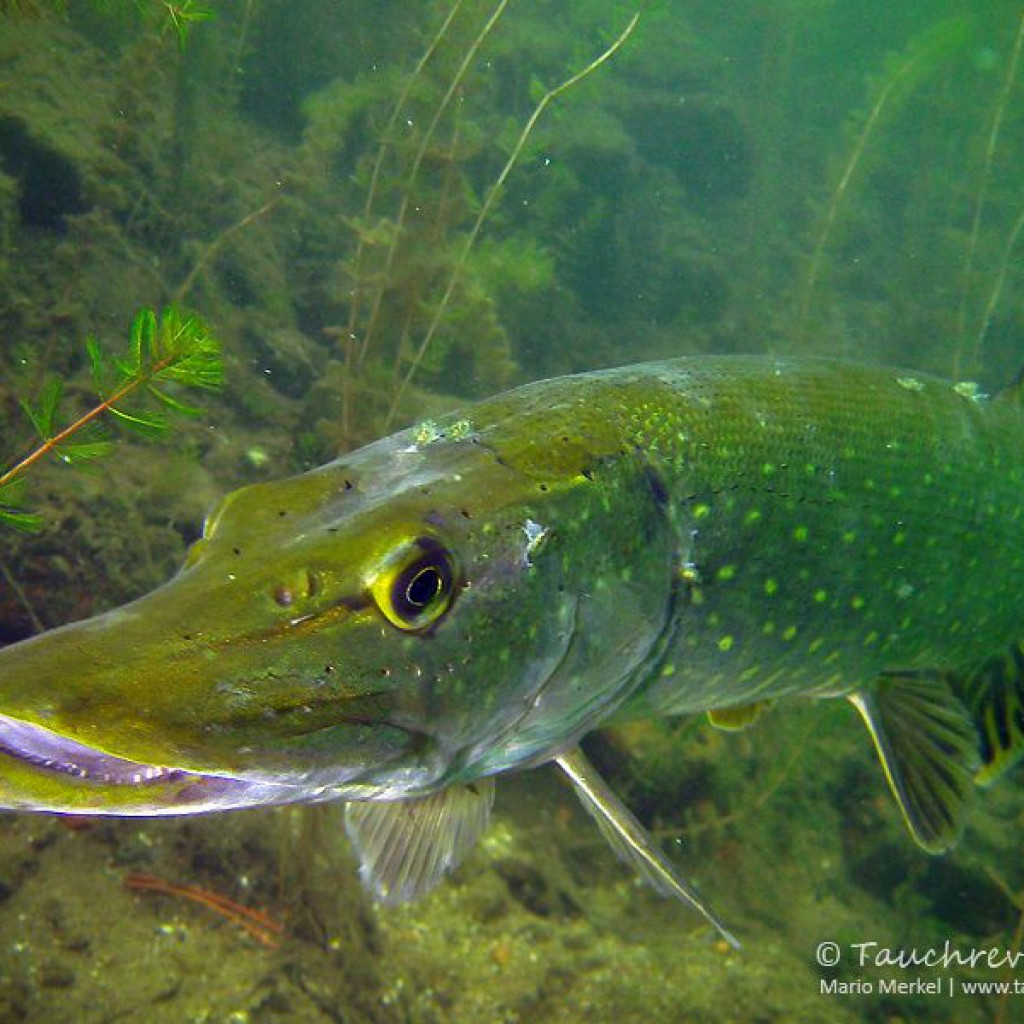 Hecht (Esox lucius) Tauchrevier Deutschland