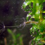 Süßwasserpolyp, Wasserpest, Tauchen im Straussee