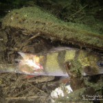 Flussbarsch, Tauchen im Straussee