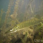 Hecht, Tauchen im Straussee