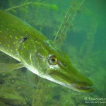 Hecht, Tauchen im Straussee