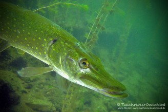 2015_09_08_Straussee_119