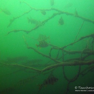 Hecht und Flussbarsch