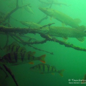 Hecht und Flussbarsch