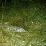 Steinbeißer, Dorngrundel, Tauchen im Werbellinsee, Tauchen in Brandenburg