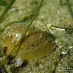 Schlammschnecke, Tauchen im Werbellinsee, Tauchen in Brandenburg