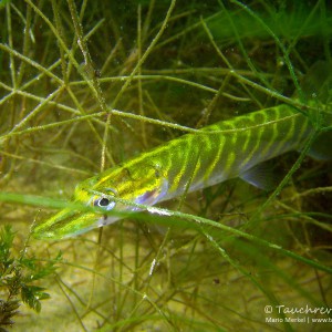 Junger Hecht, Grashecht