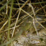 Schlei, Schleie, Tinca tinca, Tauchen im Werbellinsee, Tauchen in Brandenburg