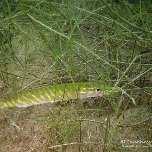 Junger Hecht, Grashecht