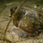 Sumpfdeckelschnecke, Tauchen im Werbellinsee, Tauchen in Brandenburg