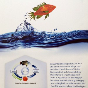 Aquaponik, Tomatenfisch