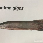 Arapaima, Leibnitz-Institut für Gewässerokologie und Binnenfischerei