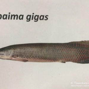 Arapaima