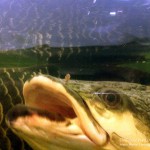 Arapaima, Leibnitz-Institut für Gewässerokologie und Binnenfischerei