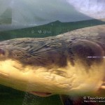 Arapaima, Leibnitz-Institut für Gewässerokologie und Binnenfischerei