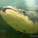 Arapaima, Leibnitz-Institut für Gewässerokologie und Binnenfischerei