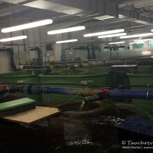 Aquakultur, Fischbecken