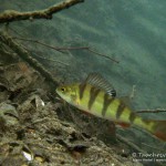 Flussbarsch, Tauchen im Steinbruch Wetro, Tauchen in Sachsen