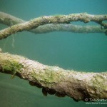 Baum, Tauchen im Steinbruch Wetro, Tauchen in Sachsen