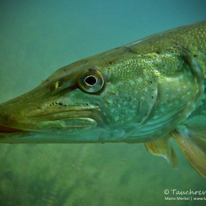 Hecht (Esox esox)