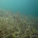 Nixkraut, Tauchen im Helenesee, Tauchen in Brandenburg