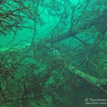 Alte Bäume unter Wasser, Tauchen im Helenesee, Tauchen in Brandenburg