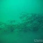 Alte Bäume unter Wasser, Tauchen im Helenesee, Tauchen in Brandenburg