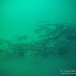 Alte Bäume unter Wasser, Tauchen im Helenesee, Tauchen in Brandenburg