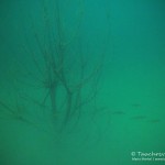 Alte Bäume unter Wasser, Tauchen im Helenesee, Tauchen in Brandenburg