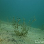 Nixkraut, Tauchen im Helenesee, Tauchen in Brandenburg