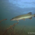 Hecht (Esox esox), Tauchen im Helenesee, Tauchen in Brandenburg