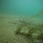 Ähriges Tausendblatt, Tauchen im Helenesee, Tauchen in Brandenburg