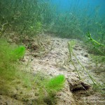 Wasserschlauch, Tauchen im Helenesee, Tauchen in Brandenburg