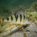 Flussbarsch (Perca fluviatilis), Tauchen im Helenesee, Tauchen in Brandenburg