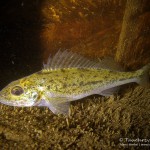 Kaulbarsch (Gymnocephalus cernua), Tauchen im Werbellinsee, Tauchen in Brandenburg