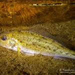 Kaulbarsch (Gymnocephalus cernua), Tauchen im Werbellinsee, Tauchen in Brandenburg