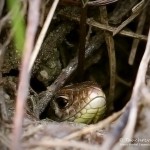 Junge Zauneidechse, Zauneidechse (Lacerta agilis), Reptil, Fauna, Tauchen in Deutschland