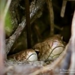 Junge Zauneidechse, Zauneidechse (Lacerta agilis), Reptil, Fauna, Tauchen in Deutschland