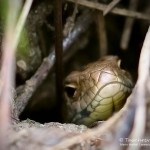 Junge Zauneidechse, Zauneidechse (Lacerta agilis), Reptil, Fauna, Tauchen in Deutschland