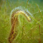 Moostierchen, Tauchen im Straussee, Tauchen in Brandenburg