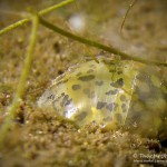 Ohrschlammschnecke, Tauchen im Straussee, Tauchen in Brandenburg