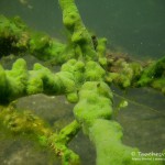 Süßwasserschwamm, Tauchen im Straussee, Tauchen in Brandenburg