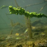 Süßwasserschwamm, Tauchen im Straussee, Tauchen in Brandenburg