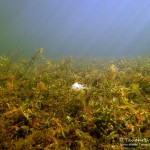 HerbstimpressionenSüßwasserschwamm, Tauchen im Flakensee, Tauchen in Brandenburg