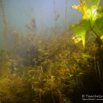 MakrophytenSüßwasserschwamm, Tauchen im Flakensee, Tauchen in Brandenburg