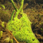 SüßwasserschwammSüßwasserschwamm, Tauchen im Flakensee, Tauchen in Brandenburg